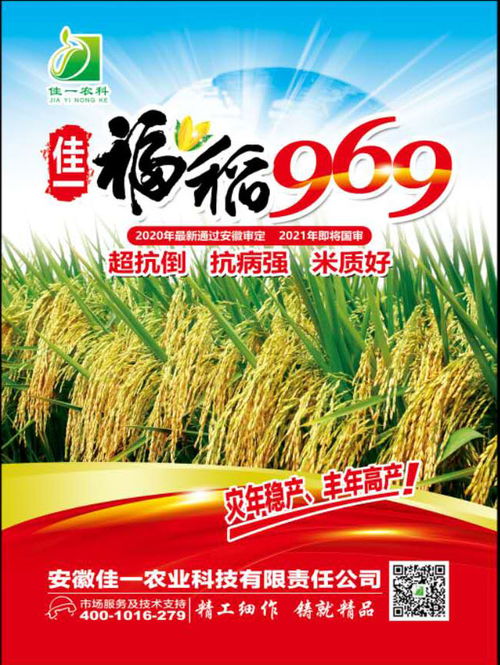 佳一福稻969 引領(lǐng)高產(chǎn)優(yōu)質(zhì)雜交水稻新標(biāo)桿，誠(chéng)邀技術(shù)合作